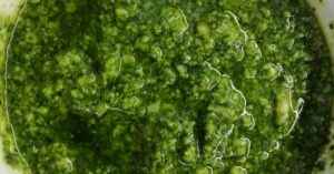 Scopri di più sull'articolo Pesto